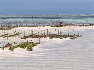 Beach walk, Zanzibar, DSC05927b
